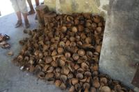 Kokosnussplantage - La Digue