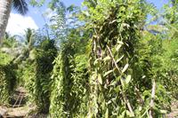 Kokosnussplantage / Kolonialhaus - La Digue