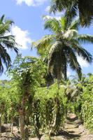 Kokosnussplantage / Kolonialhaus - La Digue