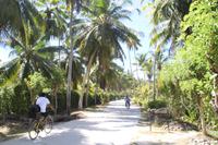 Kokosnussplantage - La Digue