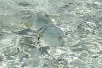 Fische am Strand von Grand Sister Island