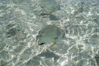 Fische am Strand von Grand Sister Island