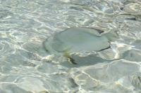 Fische am Strand von Grand Sister Island