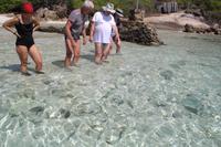 Fische am Strand von Grand Sister Island