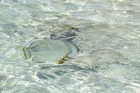 Fische am Strand von Grand Sister Island