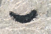 Fische am Strand von Grand Sister Island