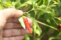 Rundgang auf Aride Island