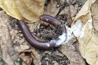 Rundgang auf Aride Island