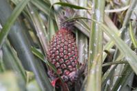 Rundgang auf Aride Island