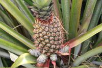 Rundgang auf Aride Island