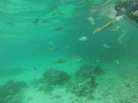 Schnorcheln am Strand vom Hotel 