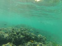 Schnorcheln am Strand vom Hotel 