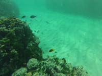 Schnorcheln am Strand vom Hotel 