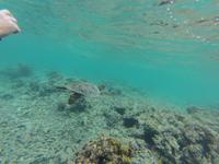 Schnorcheln am Strand vom Hotel 