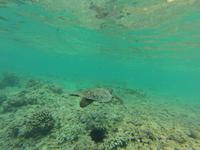 Schnorcheln am Strand vom Hotel 