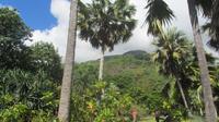 Botanischer Garten auf Mahé