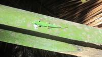 Grüner Gecko