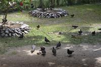 163 Die Piepmätze sind überall
