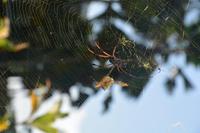 54 Große Spinnen gibt es hier