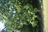 56 Botanischer Garten in Victoria