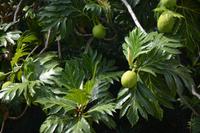 57 Botanischer Garten in Victoria