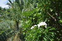 59 Botanischer Garten in Victoria