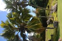 61 Coco de Mer Palme