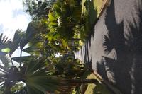 63 Botanischer Garten in Victoria