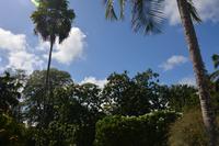 64 Botanischer Garten in Victoria