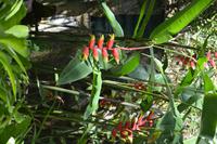 69 Botanischer Garten in Victoria