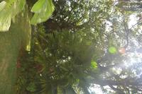 70 Botanischer Garten in Victoria