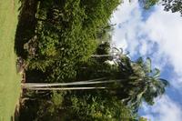 74 Botanischer Garten in Victoria