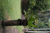 76 Botanischer Garten in Victoria