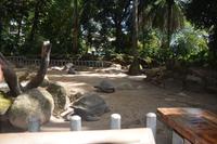 78 Schildkröten im Botanischer Garten in Victoria