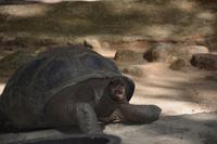 81 Schildkröten gähnen auch