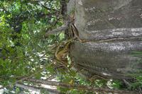 84 Botanischer Garten in Victoria