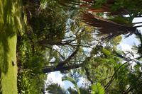 85 Botanischer Garten in Victoria