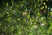 88 Botanischer Garten in Victoria