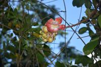 90 Botanischer Garten in Victoria