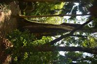 92 Botanischer Garten in Victoria