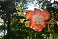 93 Botanischer Garten in Victoria