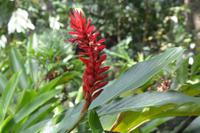 94 Botanischer Garten in Victoria