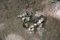 95 Botanischer Garten in Victoria