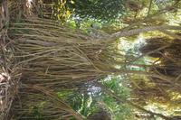 96 Botanischer Garten in Victoria