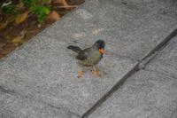 99 Seychellen Bulbul