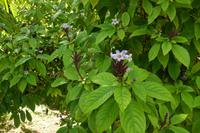 102 Botanischer Garten in Victoria