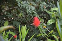 103 Botanischer Garten in Victoria