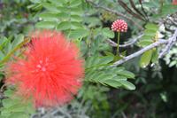 104 Botanischer Garten in Victoria