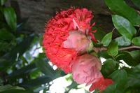 105 Botanischer Garten in Victoria