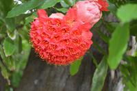 106 Botanischer Garten in Victoria